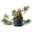 Pinus sylvestris, 34,5 cm, ± 6 jaar oud, met de hand gestyled door Mario Komstra