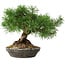 Pinus sylvestris, 19,5 cm, ± 6 jaar oud, met de hand gestyled door Mario Komstra