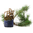 Pinus sylvestris, 34,5 cm, ± 6 jaar oud, met de hand gestyled door Mario Komstra