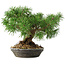 Pinus sylvestris, 19,5 cm, ± 6 jaar oud, met de hand gestyled door Mario Komstra