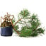 Pinus sylvestris, 34,5 cm, ± 6 jaar oud, met de hand gestyled door Mario Komstra