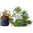 Pinus sylvestris, 34,5 cm, ± 6 years old, hand-styled by Mario Komstra