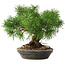 Pinus sylvestris, 19,5 cm, ± 6 jaar oud, met de hand gestyled door Mario Komstra