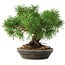 Pinus sylvestris, 19,5 cm, ± 6 years old, hand-styled by Mario Komstra