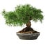 Pinus sylvestris, 19,5 cm, ± 6 jaar oud, met de hand gestyled door Mario Komstra