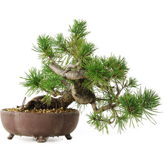  Mario Komsta Pinus sylvestris, 22 cm, ± 6 anni