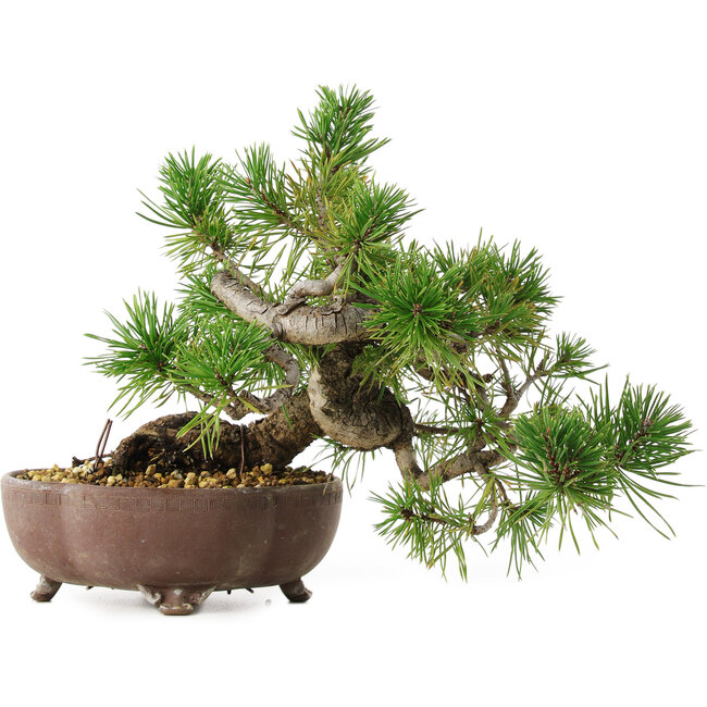 Pinus sylvestris, 22 cm, ± 6 jaar oud, met de hand gestyled door Mario Komstra