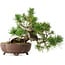 Pinus sylvestris, 22 cm, ± 6 anni, stile manuale di Mario Komstra