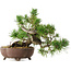 Pinus sylvestris, 22 cm, ± 6 jaar oud, met de hand gestyled door Mario Komstra