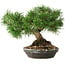 Pinus sylvestris, 19,5 cm, ± 6 jaar oud, met de hand gestyled door Mario Komstra