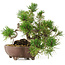 Pinus sylvestris, 22 cm, ± 6 jaar oud, met de hand gestyled door Mario Komstra