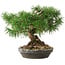 Pinus sylvestris, 19,5 cm, ± 6 anni, stile manuale di Mario Komstra