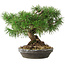 Pinus sylvestris, 19,5 cm, ± 6 jaar oud, met de hand gestyled door Mario Komstra