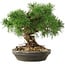 Pinus sylvestris, 19,5 cm, ± 6 jaar oud, met de hand gestyled door Mario Komstra