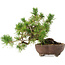 Pinus sylvestris, 22 cm, ± 6 jaar oud, met de hand gestyled door Mario Komstra