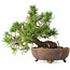 Pinus sylvestris, 22 cm, ± 6 jaar oud, met de hand gestyled door Mario Komstra