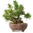 Pinus sylvestris, 22 cm, ± 6 jaar oud, met de hand gestyled door Mario Komstra