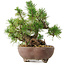 Pinus sylvestris, 22 cm, ± 6 years old, hand-styled by Mario Komstra