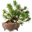 Pinus sylvestris, 22 cm, ± 6 jaar oud, met de hand gestyled door Mario Komstra