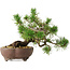 Pinus sylvestris, 22 cm, ± 6 jaar oud, met de hand gestyled door Mario Komstra