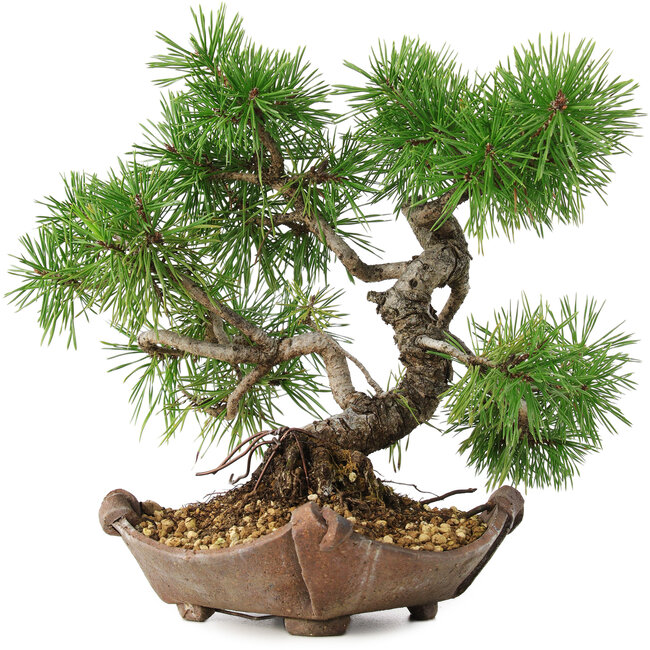 Pinus sylvestris, 22 cm, ± 6 ans, stylisé à la main par Mario Komstra