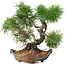 Pinus sylvestris, 22 cm, ± 6 jaar oud, met de hand gestyled door Mario Komstra