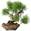 Pinus sylvestris, 22 cm, ± 6 jaar oud, met de hand gestyled door Mario Komstra