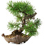 Pinus sylvestris, 22 cm, ± 6 años, tallado a mano por Mario Komstra