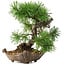 Pinus sylvestris, 22 cm, ± 6 Jahre alt, handgestylt von Mario Komstra