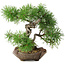 Pinus sylvestris, 22 cm, ± 6 jaar oud, met de hand gestyled door Mario Komstra