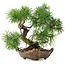 Pinus sylvestris, 22 cm, ± 6 jaar oud, met de hand gestyled door Mario Komstra