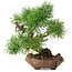 Pinus sylvestris, 22 cm, ± 6 jaar oud, met de hand gestyled door Mario Komstra