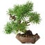 Pinus sylvestris, 22 cm, ± 6 Jahre alt, handgestylt von Mario Komstra