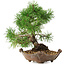 Pinus sylvestris, 22 cm, ± 6 jaar oud, met de hand gestyled door Mario Komstra