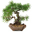 Pinus sylvestris, 22 cm, ± 6 años, tallado a mano por Mario Komstra