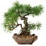 Pinus sylvestris, 22 cm, ± 6 ans, stylisé à la main par Mario Komstra