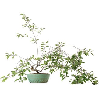  Mario Komsta Prunus, 58,5 cm, ± 6 ans