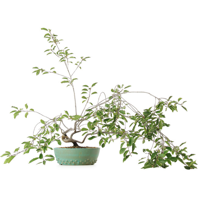 Prunus, 58,5 cm, ± 6 jaar oud, met de hand gekweekt en gestyled door Mario Komsta zelf