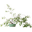 Prunus, 58,5 cm, ± 6 jaar oud, met de hand gekweekt en gestyled door Mario Komsta zelf