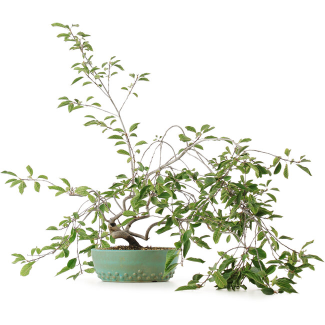 Prunus, 58,5 cm, ± 6 años, cultivado a mano y diseñado por el propio Mario Komsta