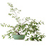 Prunus, 58,5 cm, ± 6 jaar oud, met de hand gekweekt en gestyled door Mario Komsta zelf