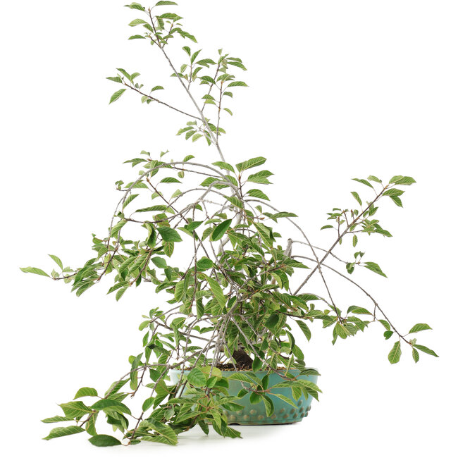 Prunus, 58,5 cm, ± 6 años, cultivado a mano y diseñado por el propio Mario Komsta