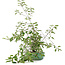 Prunus, 58,5 cm, ± 6 jaar oud, met de hand gekweekt en gestyled door Mario Komsta zelf