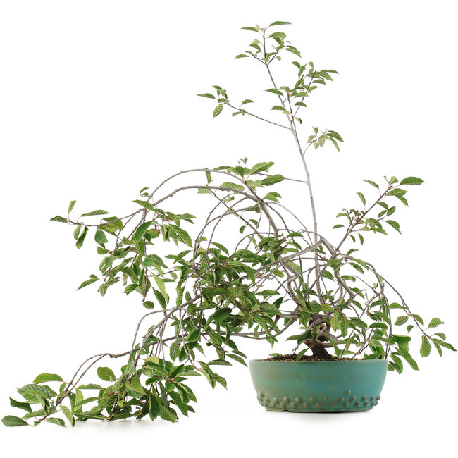 Prunus, 58,5 cm, ± 6 Jahre alt, von Mario Komsta persönlich handgezüchtet und gestylt