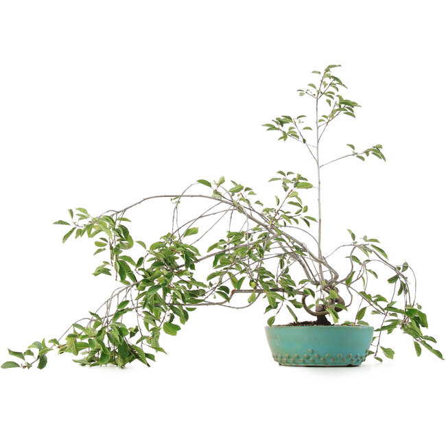 Prunus, 58,5 cm, ± 6 anni, coltivato a mano e curato personalmente da Mario Komsta