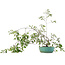Prunus, 58,5 cm, ± 6 jaar oud, met de hand gekweekt en gestyled door Mario Komsta zelf
