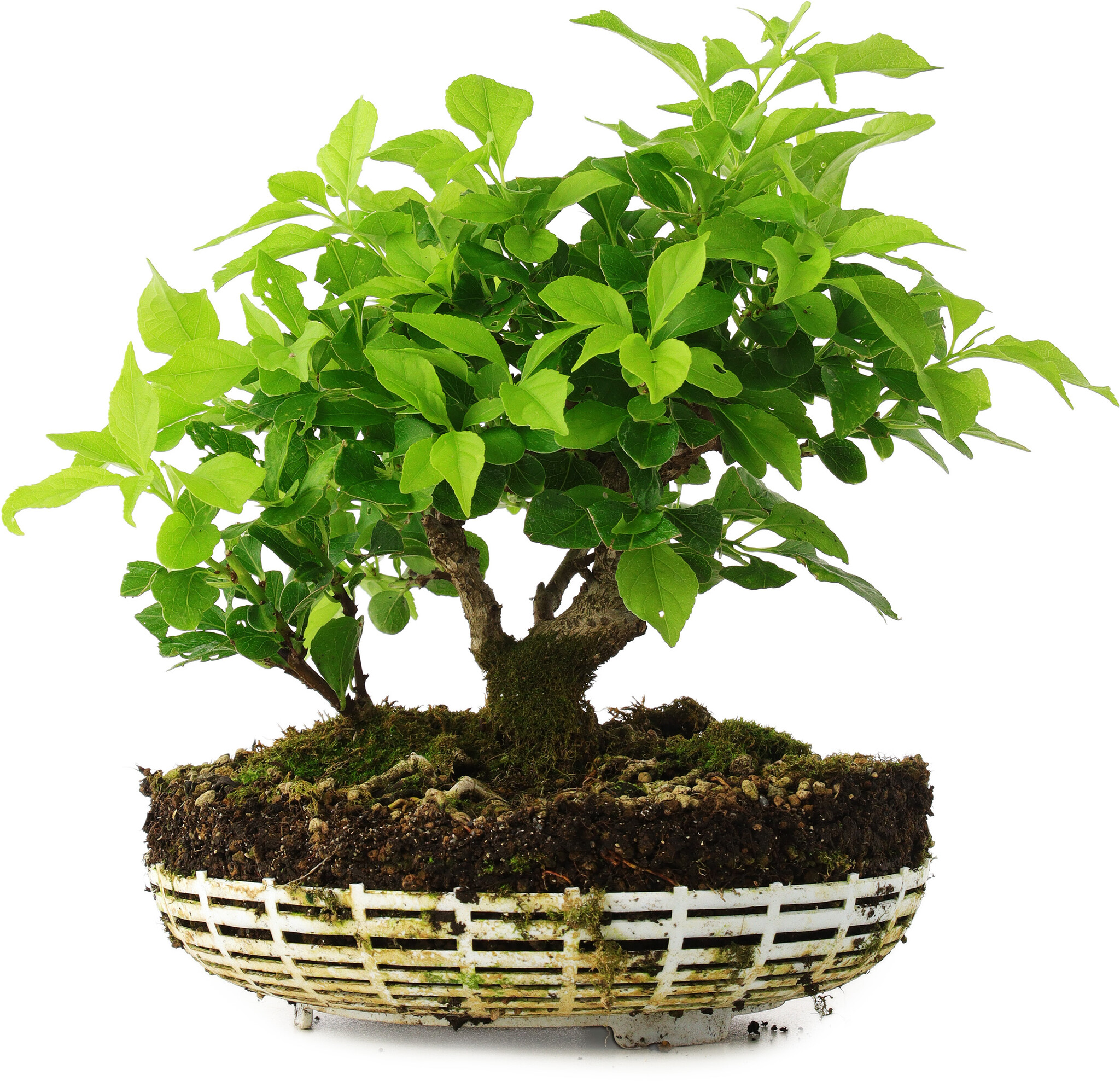 bonsai tree lego set 10281 Bonsai Tree, Used, Built – Bricks and Minifigs Huntsville AL main image 1