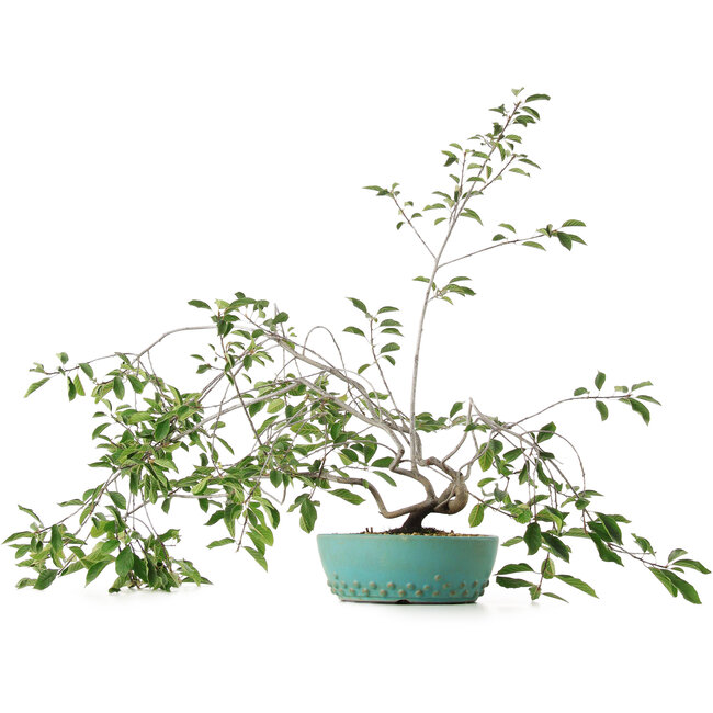 Prunus, 58,5 cm, ± 6 anni, coltivato a mano e curato personalmente da Mario Komsta