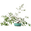 Prunus, 58,5 cm, ± 6 jaar oud, met de hand gekweekt en gestyled door Mario Komsta zelf