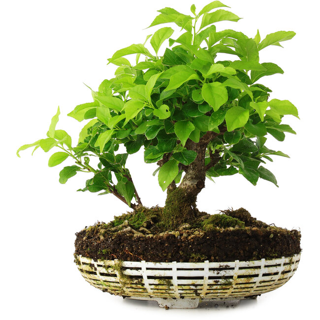 Celastrus orbiculatus, 20 cm, ± 6 años, cultivado y diseñado personalmente por el propio Mario Komsta